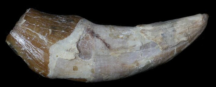 Archaeocete (Primitive Whale) Tooth - Basilosaur #36142